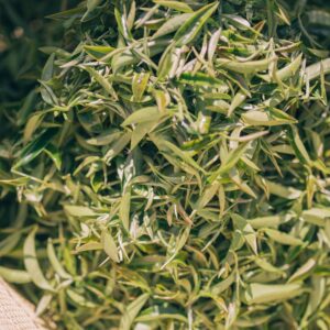 舞鶴紅茶 x 白鷺紅茶