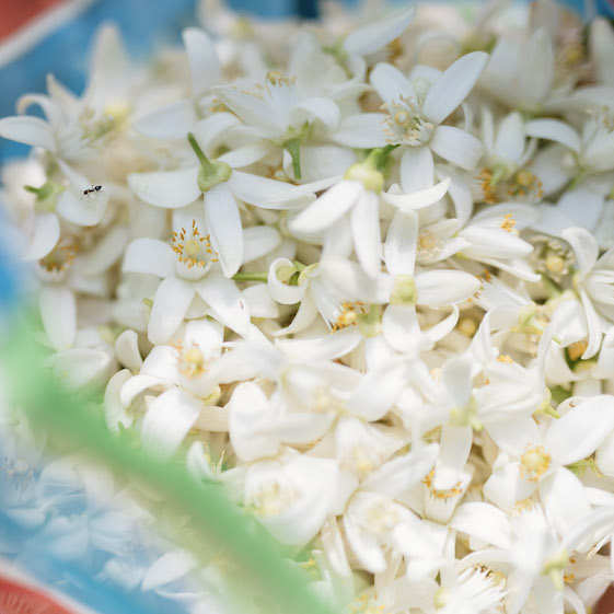 Read more about the article 經過漫長的等待 柚/橙花茶終於和大家見面了